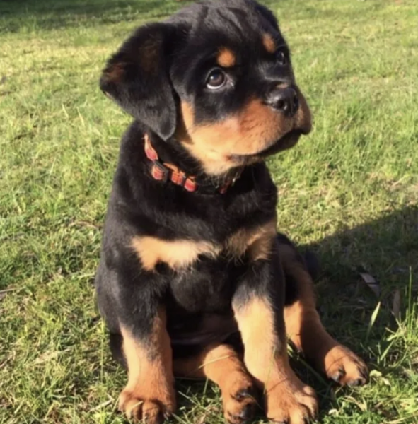  Rottweiler Puppies Raised for Balance & Loyalty