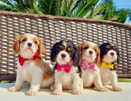 Blenheim/Tri colour Cavalier puppies