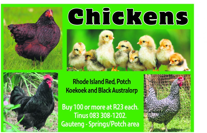 Chickens for sale