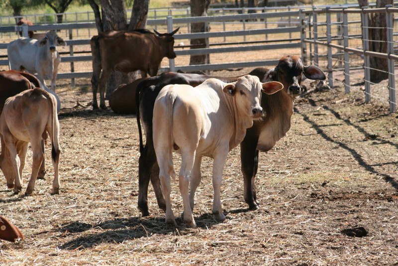 Order cattle and calves online