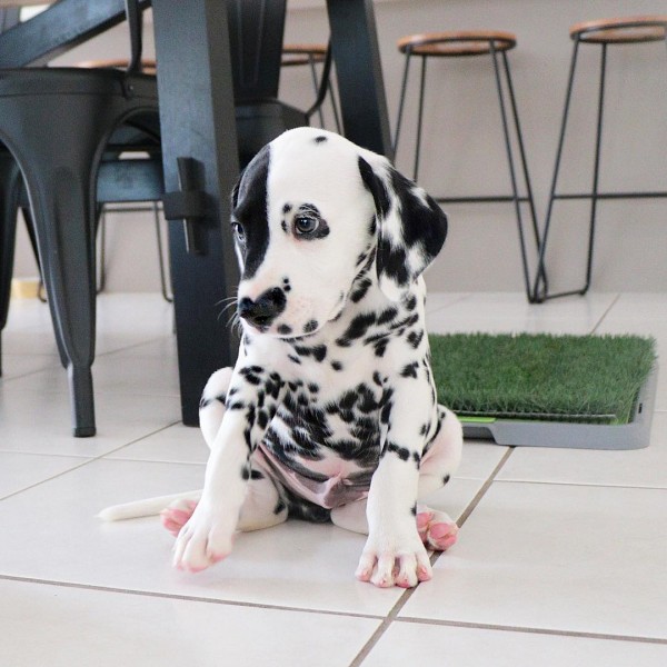 Spotted Elegance in Motion – Dalmatian Puppies Available