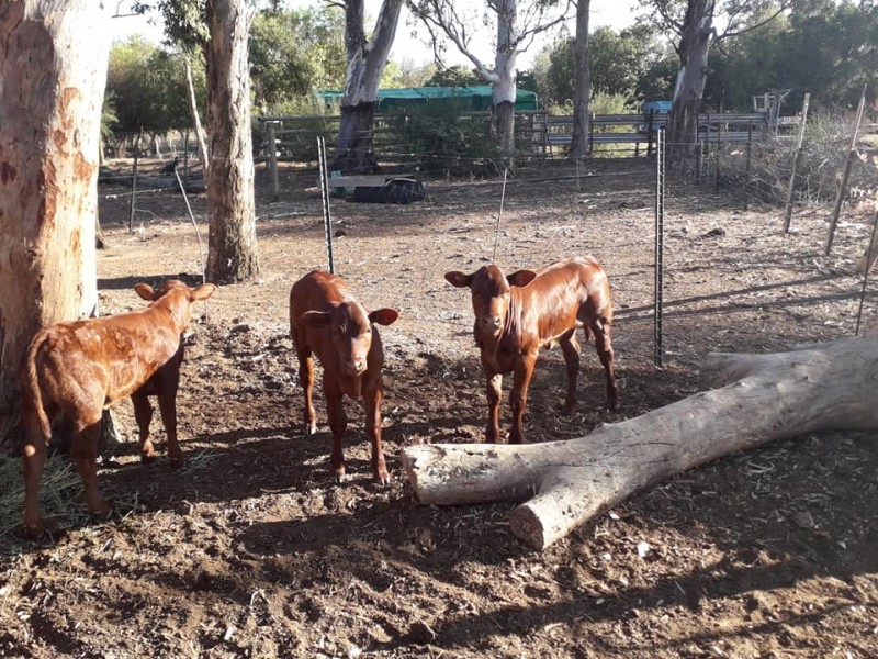 Where to order cattle and calves 