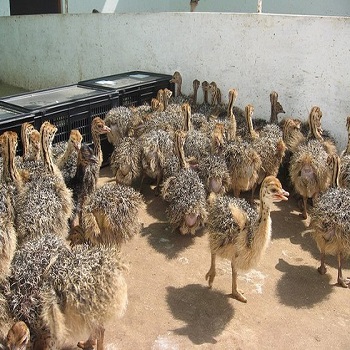 Buy Ostrich chicks and eggs online