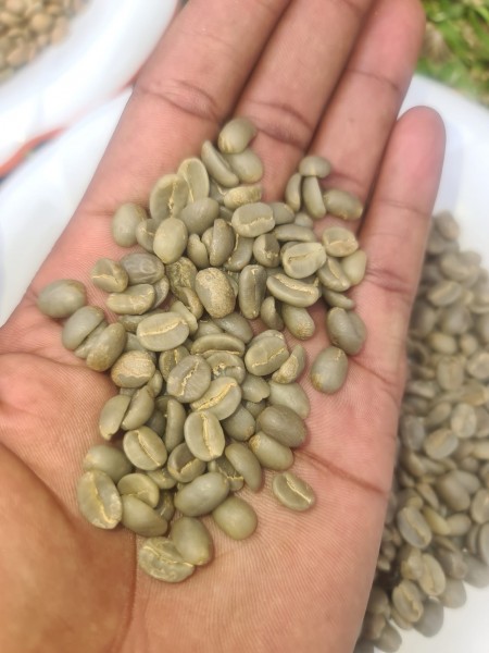 The Green Coffee beans (Arabica Coffee) Grade: AA, A, and AB+27719755564