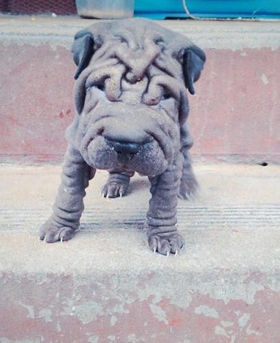 Shar-pei puppe for sale