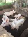 Buy gilt pigs online