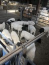 Where to order dorper and Merino lambs