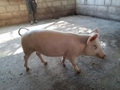 Where to order gilt pigs