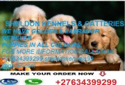 GOLDEN (LABRADOR) RETRIEVER PUPPIES FOR SALE+27634399299