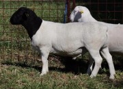 Boer Goat.