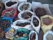 Zimbabwe's Registered traditional healer +27735222291-Harare 