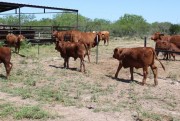 Buy cattle and calves online
