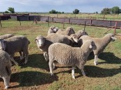 Buy dorper and Merino lambs online