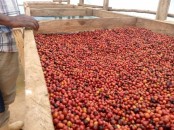  top-quality Ugandan robusta and Arabica coffee beans? Contact +27719755564