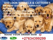  GOLDEN(LABRADOR) RETRIEVER PUPPIES FOR SALE+27634399299 