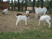 Cute male and female Merino sheep and goat
