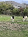 Heathy Merino Landsheep. .