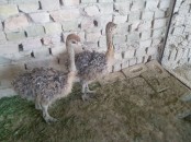 South African Ostrich chicks and eggs suppliers
