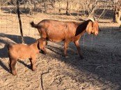 Buy Boer and Kalahari goats online