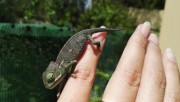 Chameleons (Veiled)