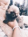 extra miniature toy-pom puppie