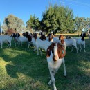 sheep and goat for sale