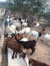Where to order Boer and Kalahari goats