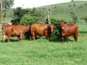 Order Bulls and heifers online