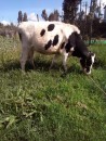 Order Beef and Dairy cattle online