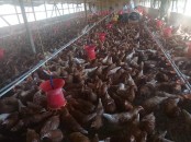 Point Of Lay Chickens Ready