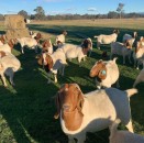 Goat and sheep available