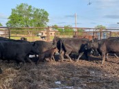 Angus Beef.