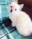 Siamese kitty for sale
