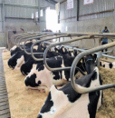 Young calves and adult bulls and heifers available