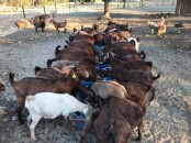 Order Boer and Kalahari goats online