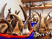 Black Rhino Relocation to Lilongwe in Malawi Call, What’s App On? +27781701667