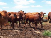Where to order Beef and Dairy cattle