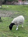affordable boer goat and sheep available
