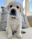 Labrador Retriever Puppies Available