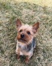 Tiny Terrier, Big Heart – Yorkshire Terrier Puppies for Sale