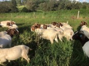 Boer & Kalahari Red Goats Call/whatsapp +27 83 245 8210