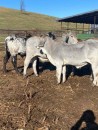 Weaned Calves for sale - Call/whatsapp +27 83 245 8210