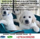 GOLDEN (LABRADOR) RETRIEVER PUPPIES FOR SALE+27634399299