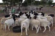 Order dorper and Merino lambs online