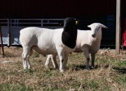 Both male and female Kalahari Red Goat. .