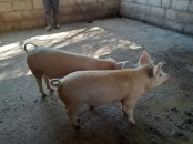 Order gilt pigs online