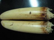 What Can I Do with My ElephantIvory & Rhino Horns What’s App On? +27781701667