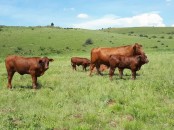 Buy Bulls and heifers online