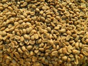 Green Coffee beans (Arabica Coffee) Grade: AA, A, and AB+27719755564