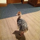 Order Ostrich chicks and eggs online